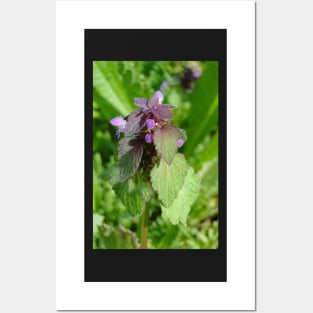 Dead Nettle Posters and Art